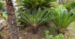 PRILIKA! SABUNIKE, KATNICA, 2 STAMBENE JEDINICE, DUPLEX