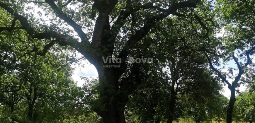 RAŠTANE GORNJE, STARINA NA ZEMLJIŠTU OD 2280 m2