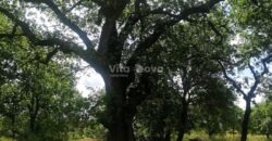 RAŠTANE GORNJE, STARINA NA ZEMLJIŠTU OD 2280 m2